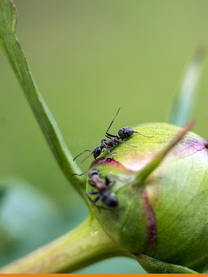 Ant Formica rufa on roses stock photo. Image of pest 183899888