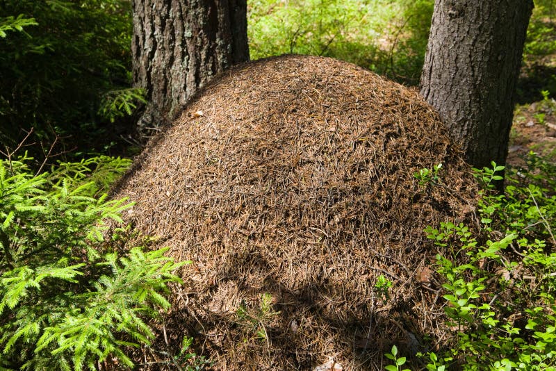 Ant Hill in Coniferous Wood Stock Image Image of evergreen, sunlight