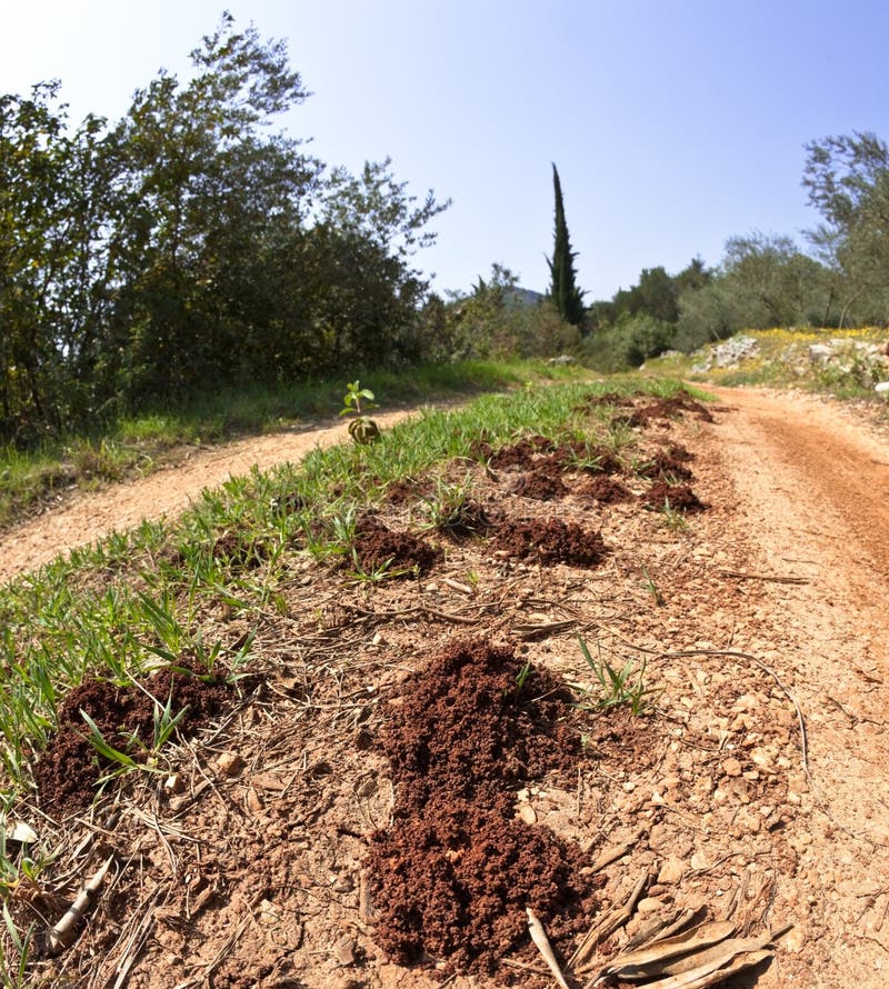 Ant holes in wide fish eye lens perspective along a footpath. Perspective ant stock images, royalty-free photos and pictures