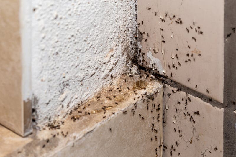 Ant Infestation, Hole and Crack in the Wall with Insects, Need for
