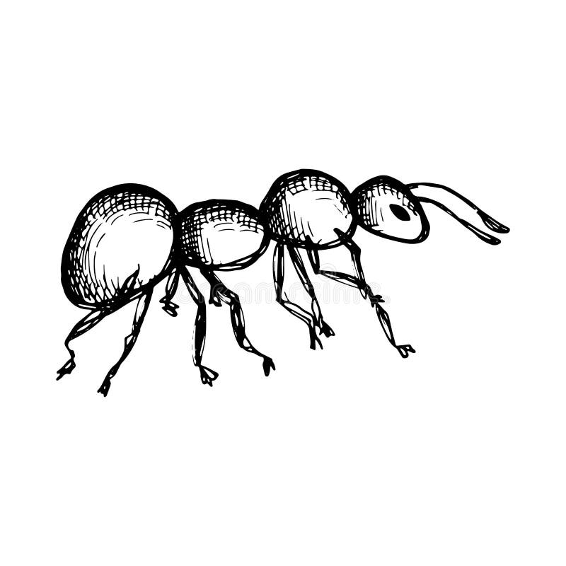 Ant Insect Vector Isolated On White Background Stock Vector Illustration Of Thorax Trail 121150184