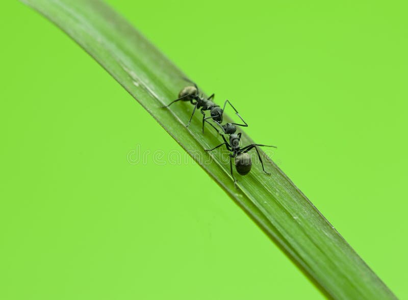 Ant isolated on grass stock photo. Image of plant, pattern 17616484