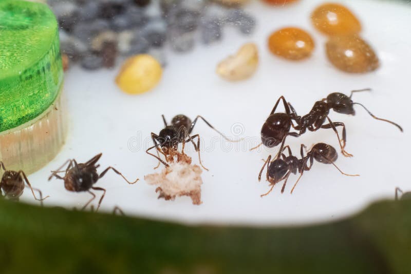 Ant Messor Structos Eat Grain on White Background Stock Image Image