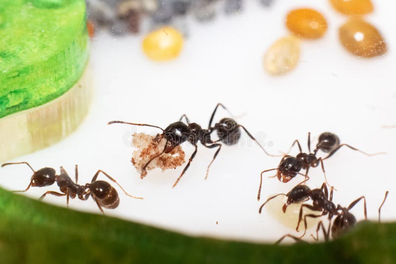 Ant Messor Structos Eat Grain on White Background Stock Photo Image