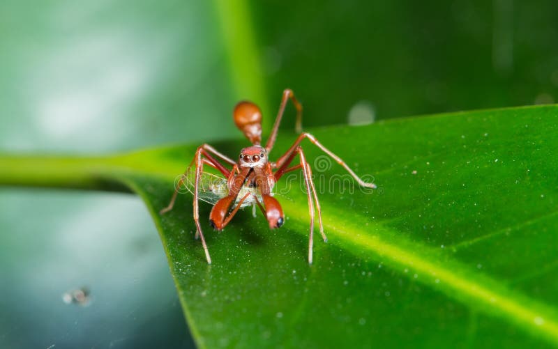 Ant Mimic Spider royalty free stock photography Ant Mimic Spider royalty free stock photography