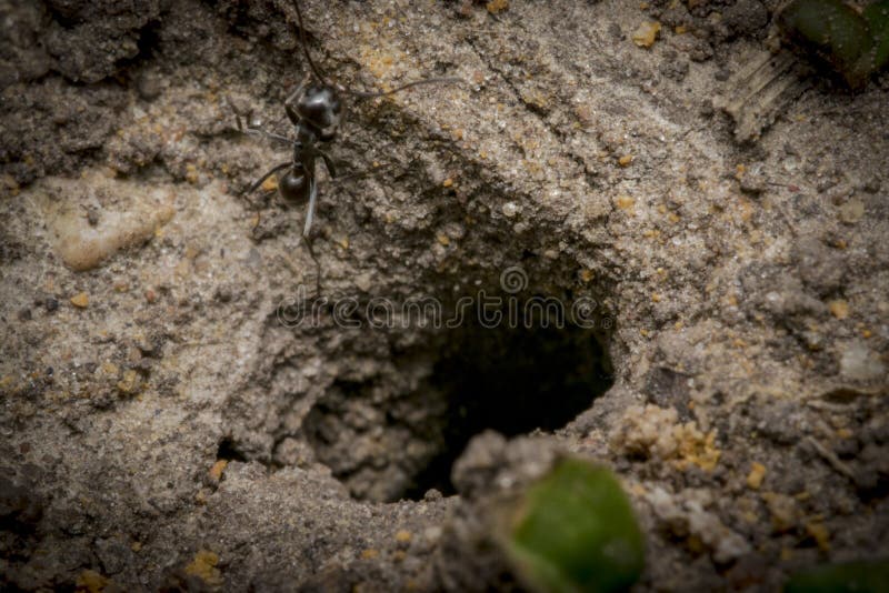 Ant Nest Hole On Sand Stock Photo Image Of Macro Sandy 94431990