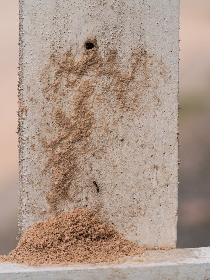 Ant Nest in the Wooden Fence Stock Image Image of beautiful