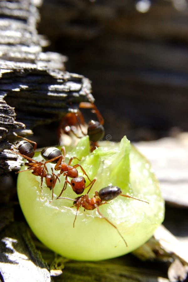 169 Picnic Ants Stock Photos Free & RoyaltyFree Stock Photos from