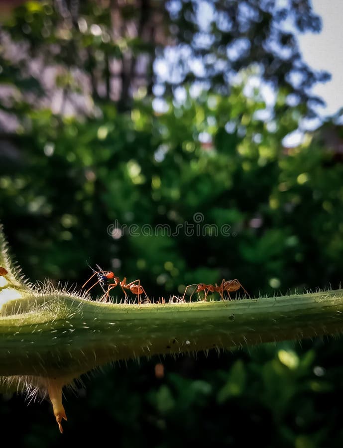 Ant. Red Ant. Two Red Ants. Red Ants are Walking on the Pumpkin Tree