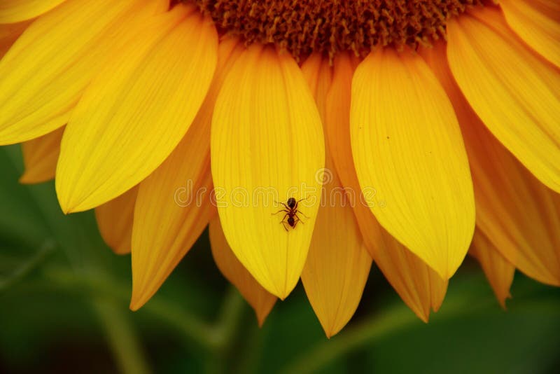 An ant on a sunflower stock photo. Image of nature, orange 56984564