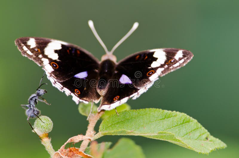 Ant vs Butterfly stock image. Image of pattern, david 32076061
