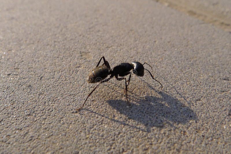 Ant warrior