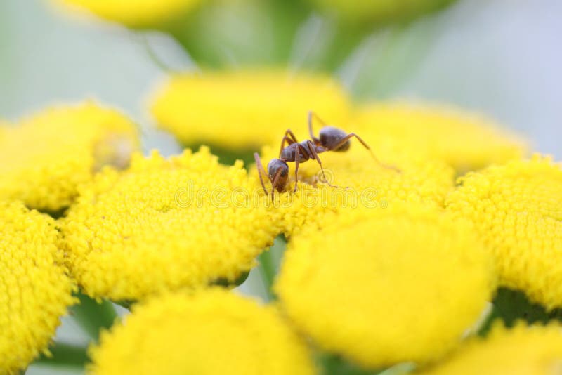 Ant on yellow flowers stock photo. Image of crawl, animal 57883038