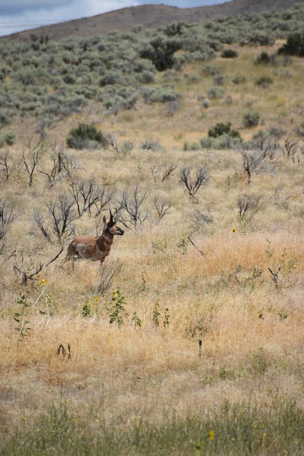A Pronghorn Antelope Along the Oregon Trail in Idaho Stock Photo
