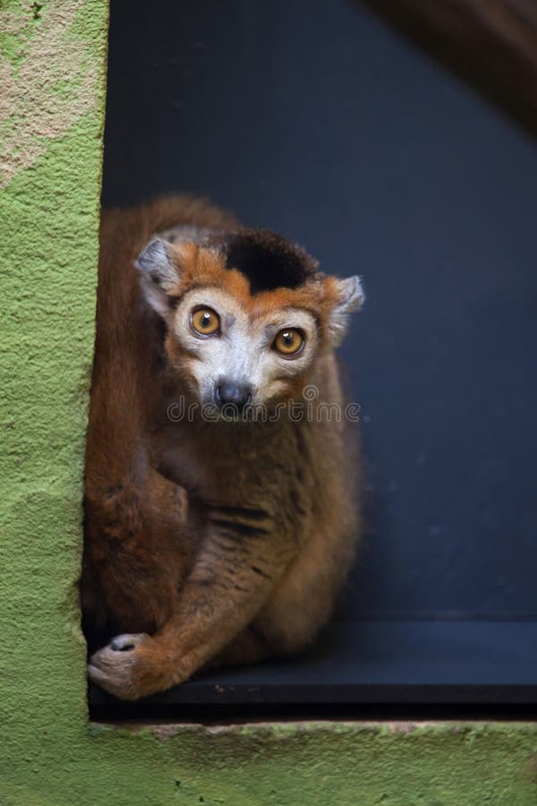 antananarivo coronatus koronował endemicznego eulemur Madagaskaru lemura podatny zoo fotografia royalty free antananarivo coronatus koronował endemicznego eulemur Madagaskaru lemura podatny zoo fotografia royalty free