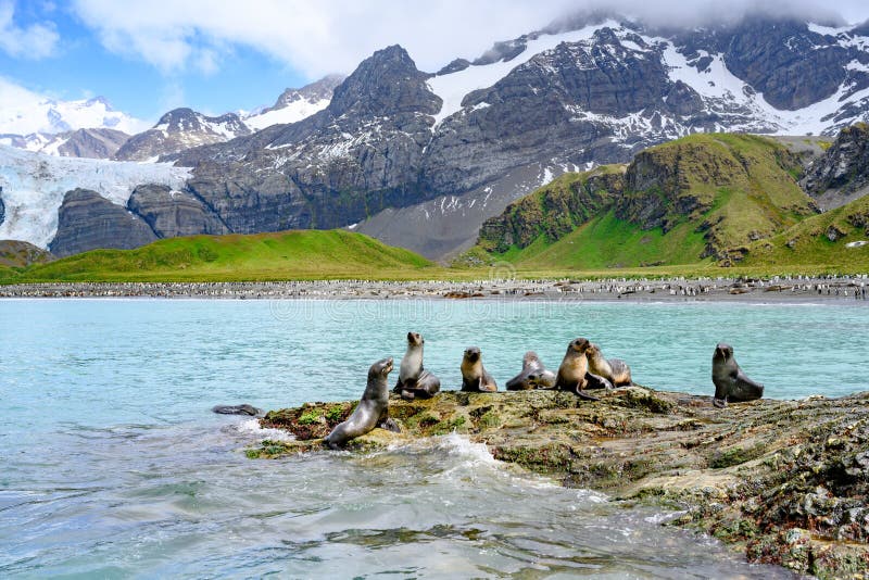 Antarctic fur seals playing on rocks in front of mountains, glacier and penguin colony on beach in South Georgia