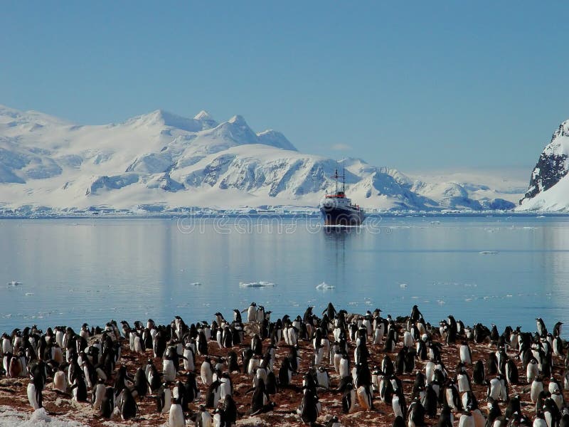 Antarctic penguin group