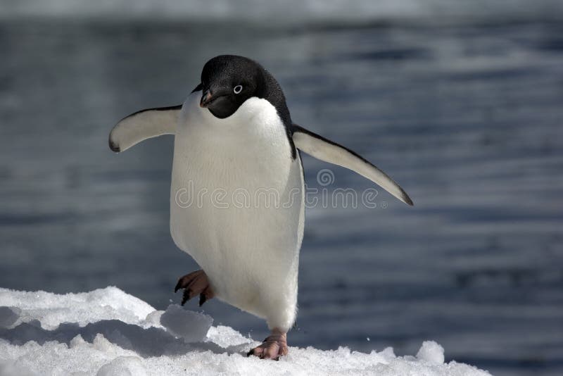 A colony of penguins in the ice (paulet island, weddell sea, antarctica). A colony of penguins in the ice (paulet island, weddell sea, antarctica)