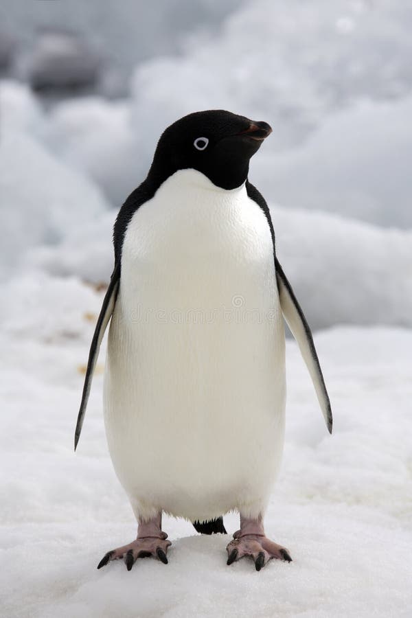 Antarctica - Adelie Penguin