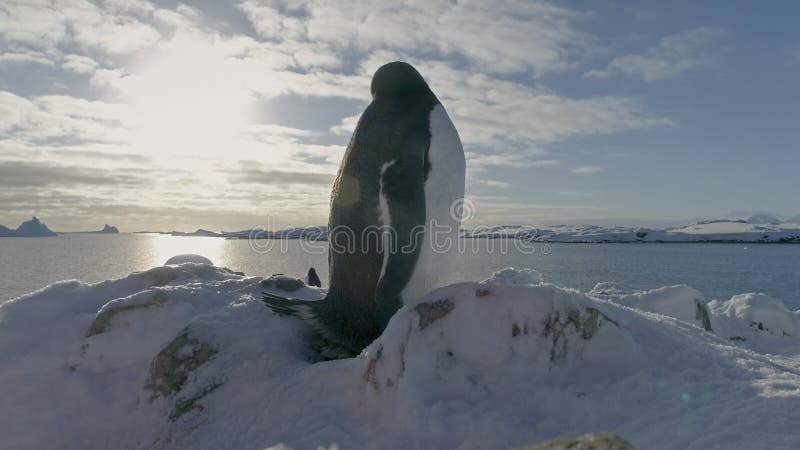 Antarctica Gentoo Penguin Close-up Portrait. Bird Sits on Nest and Guards it.