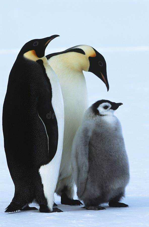 Antarctica Weddel Atka zatoki cesarza pingwinu Denna rodzina