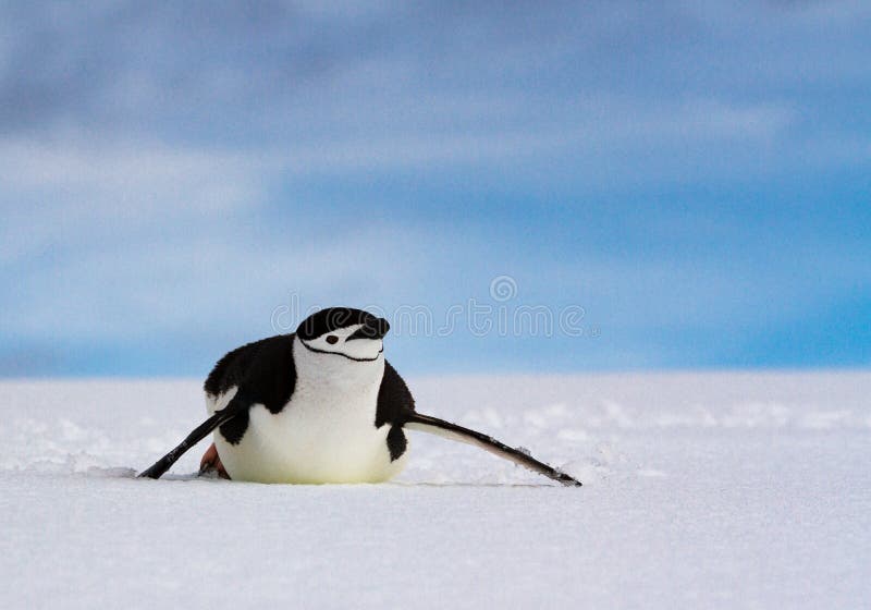 Antarcticus Pygoscelis пингвина Chinstrap сползая на белый снег против голубого неба, Антарктику стоковые фото Antarcticus Pygoscelis пингвина Chinstrap сползая на белый снег против голубого неба, Антарктику стоковые фото