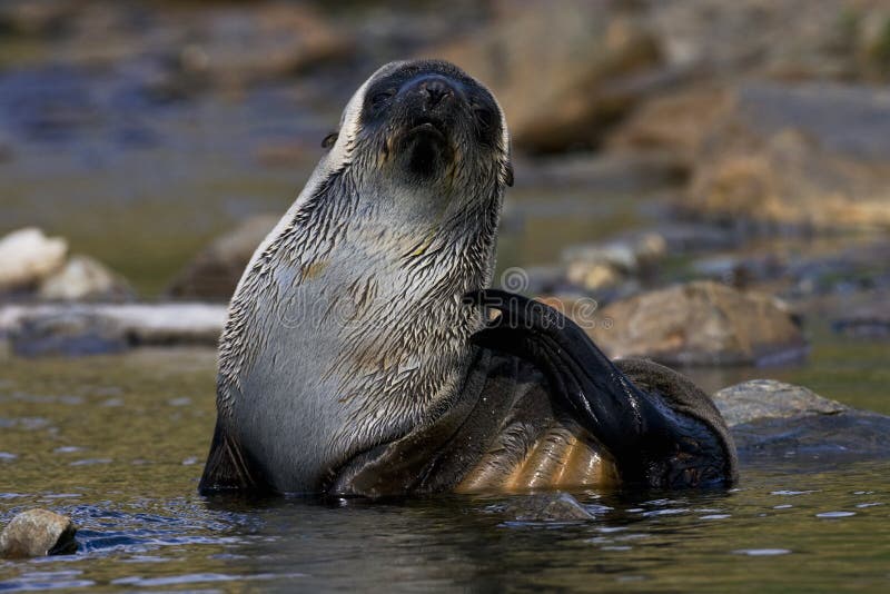 Antarctische Pelsrob, Antarctic Fur Seal, Arctocephalus gazella stock photos Antarctische Pelsrob, Antarctic Fur Seal, Arctocephalus gazella stock photos