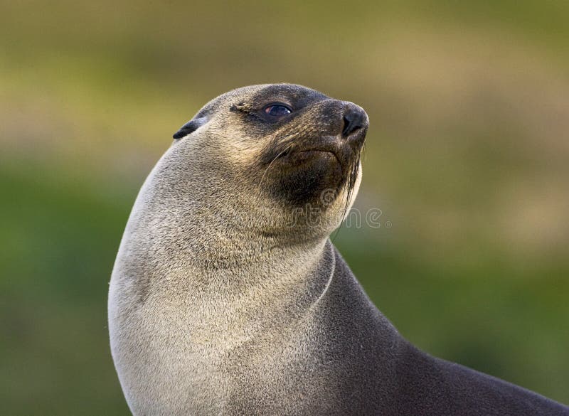 Antarctische Pelsrob, Antarctic Fur Seal, Arctocephalus gazella stock photos Antarctische Pelsrob, Antarctic Fur Seal, Arctocephalus gazella stock photos