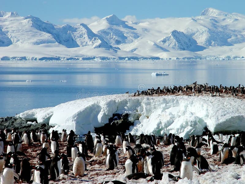 Antarctische pinguïngroep
