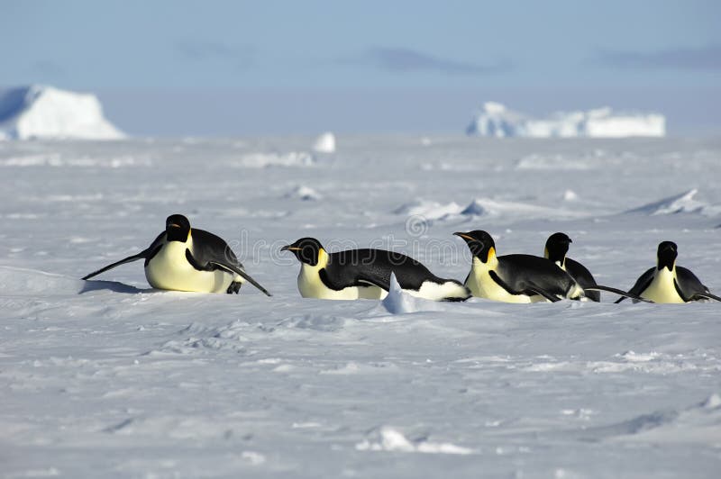Emperor penguin procession in Antarctica. Emperor penguin procession in Antarctica