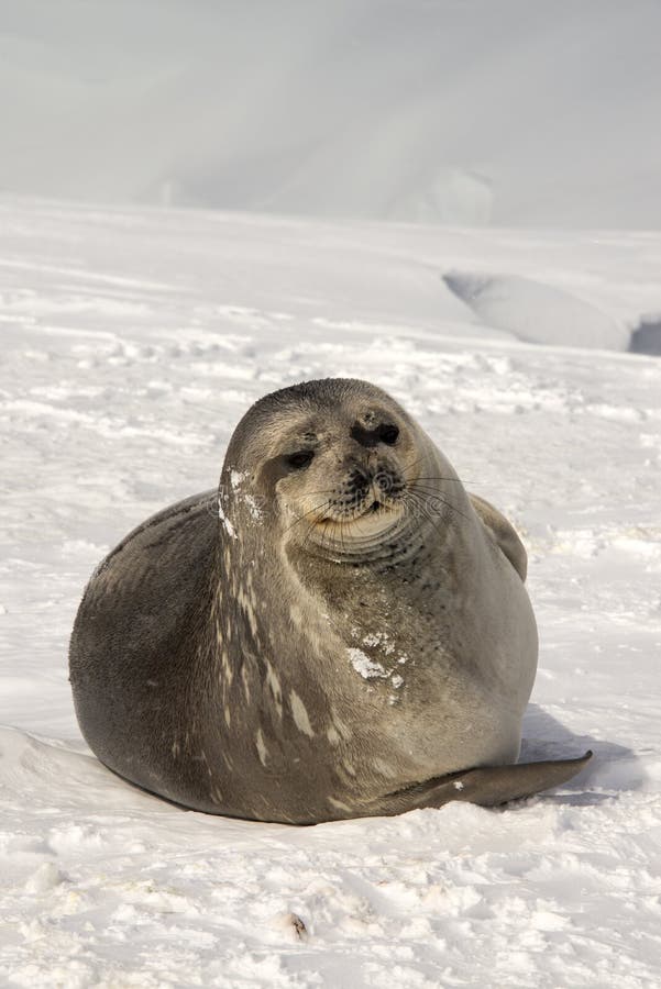The Weddell seal, Leptonychotes weddellii, is a relatively large and abundant true seal with a circumpolar distribution surrounding Antarctica. The Weddell seal, Leptonychotes weddellii, is a relatively large and abundant true seal with a circumpolar distribution surrounding Antarctica.