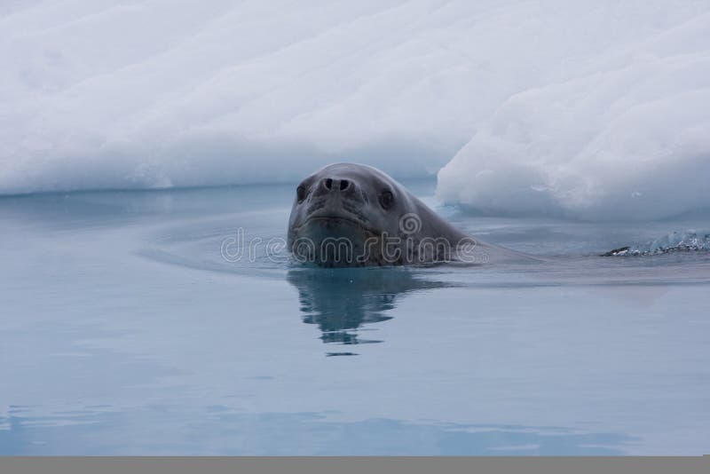 Leopard Seal swimming in front of an iceberg, Antarctica. Leopard Seal swimming in front of an iceberg, Antarctica