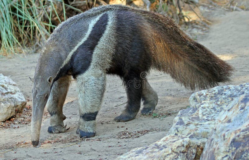 Giant Tropical Ant Eater Foraging For Food. Giant Tropical Ant Eater Foraging For Food