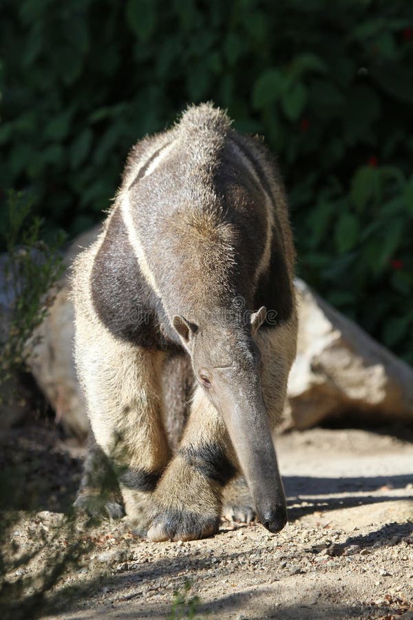 Giant Tropical Ant Eater With Black Background. Giant Tropical Ant Eater With Black Background