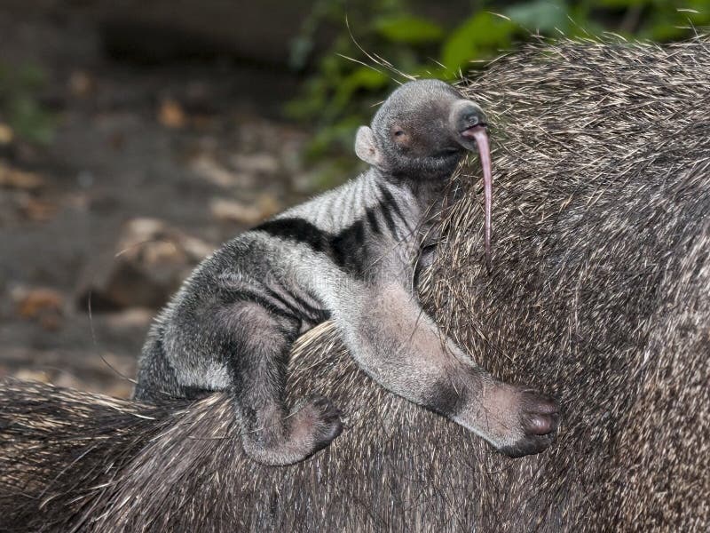 Giant anteater (Myrmecophaga tridactyla) baby. Giant anteater (Myrmecophaga tridactyla) baby