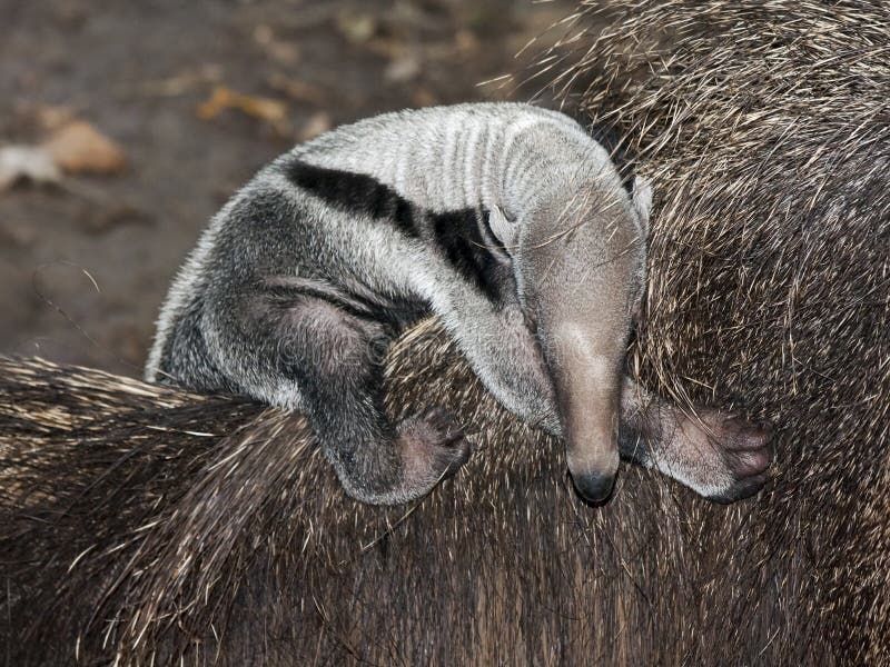 Giant anteater (Myrmecophaga tridactyla) baby. Giant anteater (Myrmecophaga tridactyla) baby