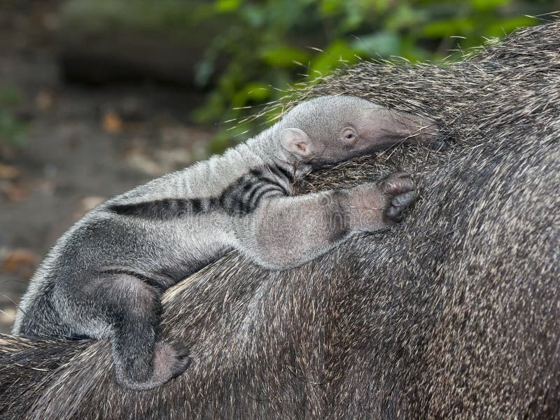 Giant anteater (Myrmecophaga tridactyla) baby. Giant anteater (Myrmecophaga tridactyla) baby