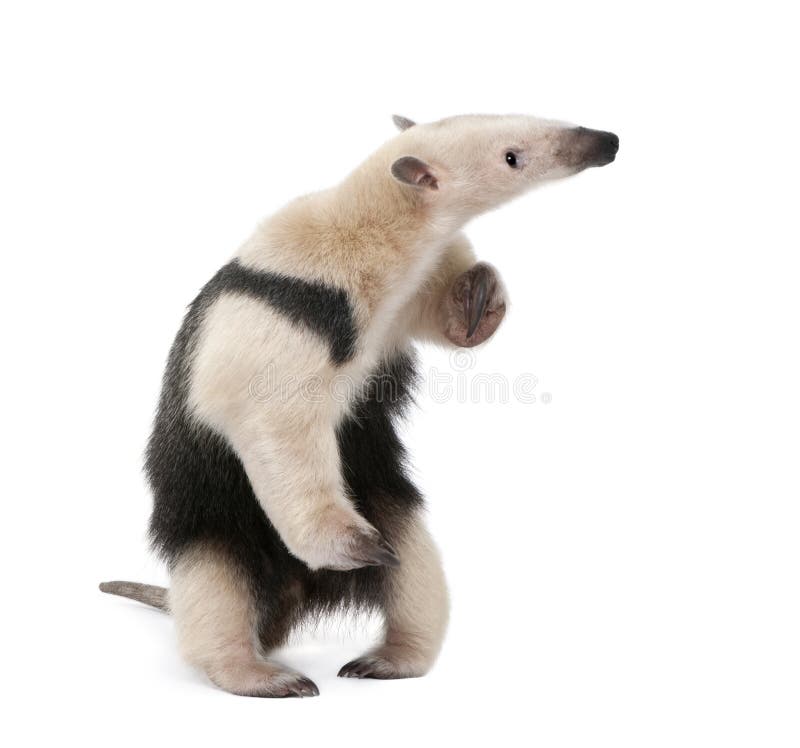 Anteater colocado um colar na frente do fundo branco fotos de stock royalty free Anteater colocado um colar na frente do fundo branco fotos de stock royalty free