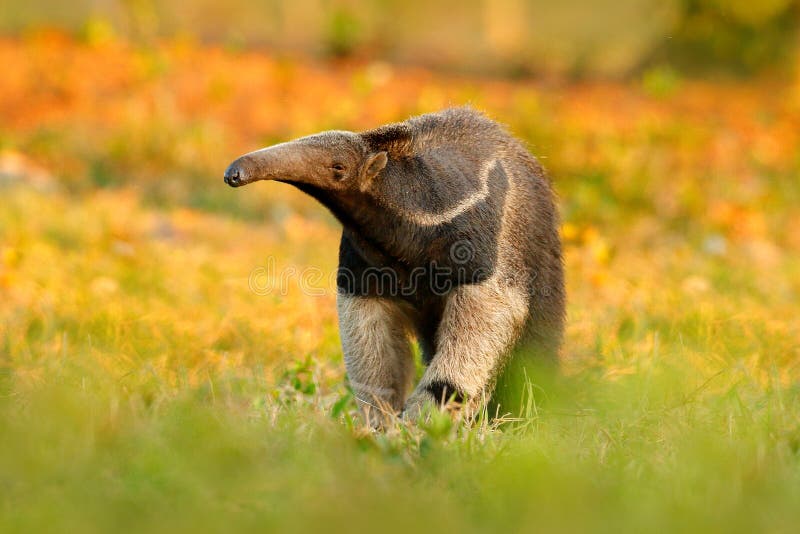 Anteater, cute animal from Brazil. Giant Anteater, Myrmecophaga tridactyla, animal with long tail and log muzzle nose, Pantanal, Brazil. Wildlife scene, wild nature gress meadow. Running in pampas.