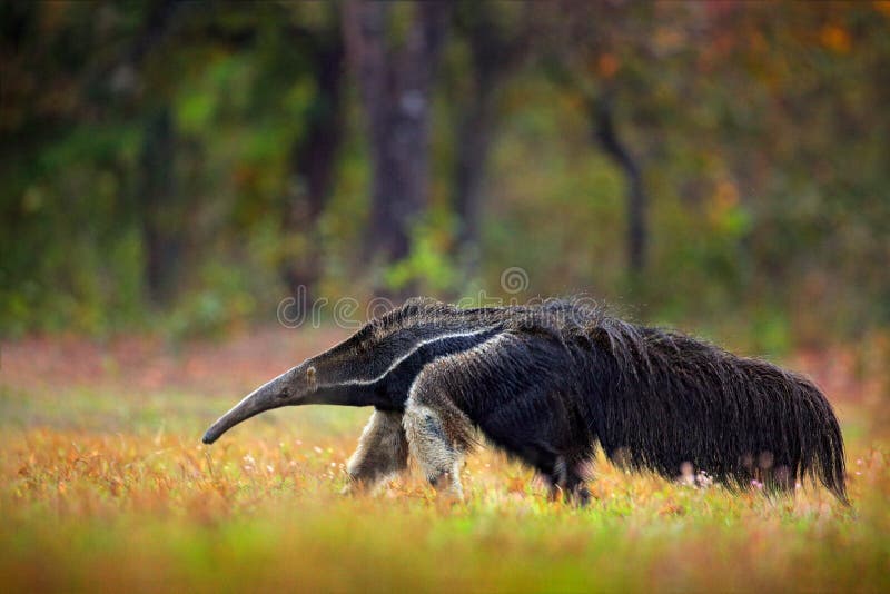 Anteater, cute animal from Brazil. Running Giant Anteater, Myrmecophaga tridactyla, animal with long tail and log nose, in nature forest habitat, Pantanal, Brazil. Wildlife South America. Funny image.