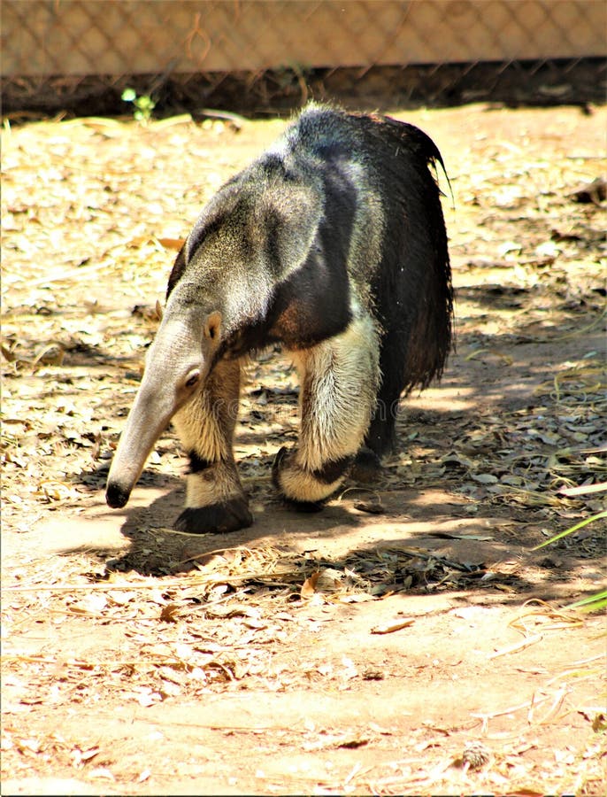 Anteater, Phoenix Zoo, Arizona Center for Nature Conservation, located in Phoenix, Arizona, United States stock photos Anteater, Phoenix Zoo, Arizona Center for Nature Conservation, located in Phoenix, Arizona, United States stock photos