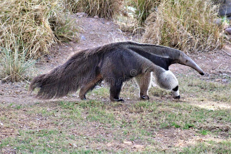 Anteater, Phoenix Zoo, Arizona Center for Nature Conservation, Phoenix, Arizona, United States stock photo Anteater, Phoenix Zoo, Arizona Center for Nature Conservation, Phoenix, Arizona, United States stock photo