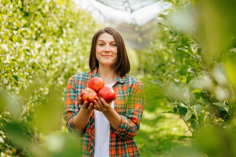 Blurred background young woman farmer in fruit orchard holding three ripe red apples in her hands. Harvest time and study of its quality. Front view looking at camera. Blurred background young woman farmer in fruit orchard holding three ripe red apples in her hands. Harvest time and study of its quality. Front view looking at camera.