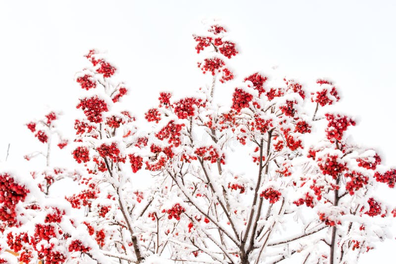 Winter nature background. Branches with red berries in frost. Christmas or new year concept. Season greetings and holidays celebration. Rowan tree covered with snow. Winter nature background. Branches with red berries in frost. Christmas or new year concept. Season greetings and holidays celebration. Rowan tree covered with snow.