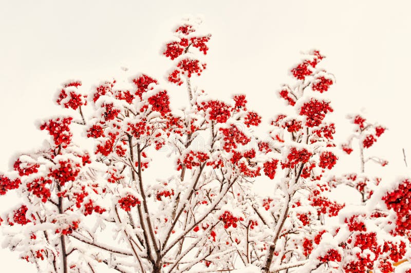 Winter nature background. Branches with red berries in frost. Christmas or new year concept. Season greetings and holidays celebration. Rowan tree covered with snow. Winter nature background. Branches with red berries in frost. Christmas or new year concept. Season greetings and holidays celebration. Rowan tree covered with snow.