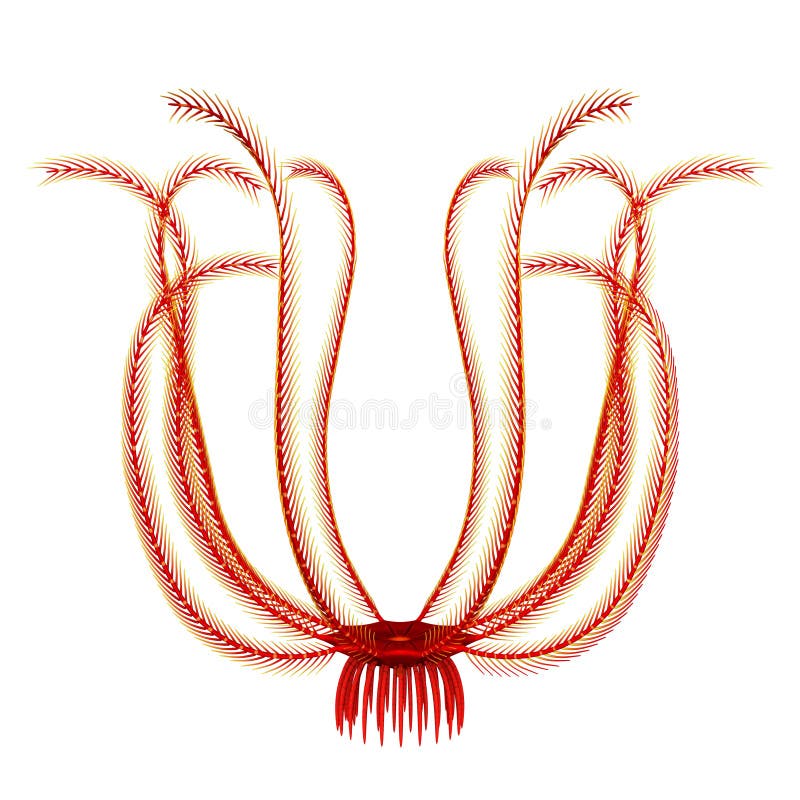 Antedon stock abbildung. Illustration von insel, bunt 46788049