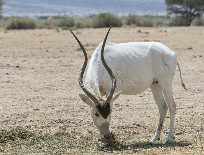 The antelope of the Arabian addax in nature reserve, Israel stock photos The antelope of the Arabian addax in nature reserve, Israel stock photos
