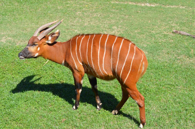 Antelope Bongo stock photo. Image of african, endangered 34996210