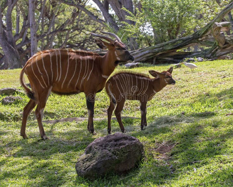 Bongo Antelope Tragelaphus Euryceros Stock Photos Free & RoyaltyFree