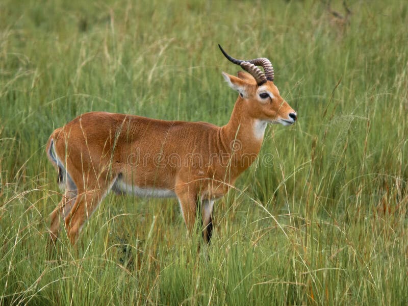 Antelope with a broken horn stock photography